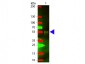 Anti-Rabbit IgG (H&L)  (Texas Red™ Conjugated) Secondary Antibody