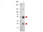 Anti-Rat IgG (H&L)  (Alkaline Phosphatase Conjugated) Secondary Antibody