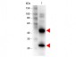 Anti-Armenian Hamster IgG (H&L) (Biotin Conjugated)  Secondary Antibody