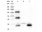 Anti-Chicken IgG F(ab')2  Secondary Antibody