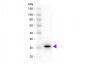 Anti-Mouse IgG F(c)  (Peroxidase Conjugated) Secondary Antibody