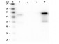 Anti-Chicken IgM (mu chain)  (Texas Red™ Conjugated) Secondary Antibody