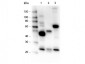 Anti-Human IgG IgA IgM (H&L)  (Peroxidase Conjugated) Secondary Antibody