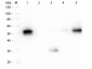 Anti-Rabbit IgG F(c)  (Peroxidase Conjugated) Secondary Antibody