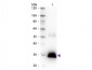 Anti-Rabbit IgG F(c)  (Peroxidase Conjugated) Secondary Antibody