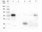 Anti-Rabbit IgG F(c)  (Peroxidase Conjugated) Secondary Antibody