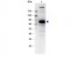 Anti-Monkey IgM (mu chain)  (Biotin Conjugated) Secondary Antibody
