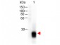 F(ab')2  Anti-Rabbit IgG F(ab')2  (Peroxidase Conjugated) Pre-Adsorbed Secondary Antibody