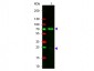 Anti-Chicken IgG (H&L)  (Rhodamine Conjugated) Pre-Adsorbed Secondary Antibody