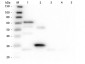 Anti-Chicken IgG (H&L)  (Rhodamine Conjugated) Pre-Adsorbed Secondary Antibody
