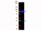 Anti-Chicken IgG (H&L)  (Fluorescein Conjugated) Pre-Adsorbed Secondary Antibody