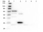 Anti-Chicken IgG (H&L)  (Fluorescein Conjugated) Pre-Adsorbed Secondary Antibody