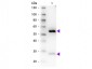 Anti-Guinea Pig IgG (H&L)  (Biotin Conjugated) Pre-Adsorbed Secondary Antibody