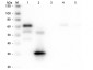 Anti-Chicken IgG F(c)  (Biotin Conjugated) Secondary Antibody