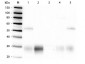 Anti-Rabbit IgG F(ab')2  (Alkaline Phosphatase Conjugated) Secondary Antibody