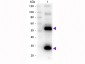 Anti-Human IgG (H&L)  (Biotin Conjugated) Pre-Adsorbed Secondary Antibody