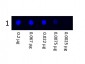 Anti-Human IgG (H&L)  (Fluorescein Conjugated) Secondary Antibody
