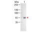 Anti-Human IgG (H&L)  (Alkaline Phosphatase Conjugated) Secondary Antibody