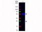 Anti-Mouse IgG1  (Fluorescein Conjugated) Pre-adsorbed Secondary Antibody