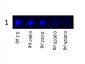 Anti-Mouse IgG (H&L)  (Fluorescein Conjugated) Pre-Adsorbed Secondary Antibody