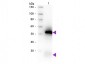 Anti-Rabbit IgG (H&L)  (Biotin Conjugated) Pre-Adsorbed Secondary Antibody