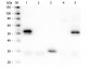 Anti-Rabbit IgG (H&L)  (Fluorescein Conjugated) Pre-Adsorbed Secondary Antibody