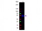 Anti-Rat IgG (H&L)  (Fluorescein Conjugated) Pre-Adsorbed Secondary Antibody