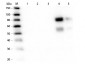 Anti-Rat IgM (mu chain)  (Biotin Conjugated) Secondary Antibody