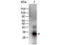 F(ab')2  Anti-Human IgG F(c)  (Biotin Conjugated) Pre-Adsorbed Secondary Antibody