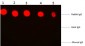 F(ab')2  Anti-Rabbit IgG (H&L)  (Phycoerythrin Conjugated) Secondary Antibody