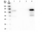 Anti-Chicken IgM (mu chain)  (Peroxidase Conjugated) Secondary Antibody
