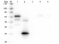 Anti-Chicken IgG F(c)  (Alkaline Phosphatase Conjugated) Secondary Antibody