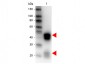Anti-Rabbit IgG (H&L)  (Peroxidase Conjugated) Pre-Adsorbed Secondary Antibody