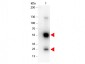 Anti-Rat IgG (H&L)  (Peroxidase Conjugated) Pre-Adsorbed Secondary Antibody