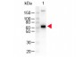 Anti-MONKEY IgM mu  (Peroxidase Conjugated) Secondary Antibody