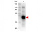 Anti-MONKEY IgG gamma  (Peroxidase Conjugated) Secondary Antibody