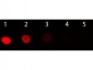 F(ab')2  Anti-Horse IgG (H&L)  (Phycoerythrin Conjugated) Secondary Antibody