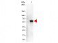 Anti-MONKEY IgA alpha  (Peroxidase Conjugated) Secondary Antibody