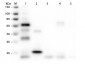 Anti-Chicken IgG (H&L)  (Peroxidase Conjugated) Pre-Adsorbed Secondary Antibody