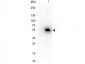 Anti-Mouse IgG1  (Peroxidase Conjugated) Secondary Antibody