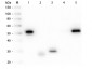 Anti-Rabbit IgG (H&L)  (Peroxidase Conjugated) Pre-Adsorbed Secondary Antibody