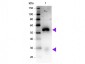 Anti-Rabbit IgG (H&L)  (Peroxidase Conjugated) Pre-Adsorbed Secondary Antibody