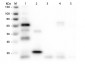 Anti-Chicken IgG (H&L)  (Alkaline Phosphatase Conjugated) Pre-Adsorbed Secondary Antibody