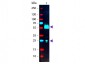 Anti-Goat IgG  (Phycoerythrin Conjugated) Secondary Antibody