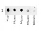 Anti-Mouse IgG (H&L)  (Phycoerythrin Conjugated) Pre-Adsorbed Secondary Antibody