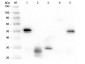 Anti-Rabbit IgG (H&L)  (Peroxidase Conjugated) Pre-Adsorbed Secondary Antibody