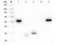 Anti-Rabbit IgG (H&L)  (Alkaline Phosphatase Conjugated) Pre-Adsorbed Secondary Antibody