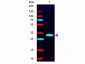 F(ab')2  Anti-HUMAN IgG F(c) (Pre-adsorbed Phycoerythrin Conjugated)  Secondary Antibody