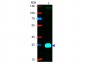 F(ab')2  Anti-Mouse IgG F(ab')2  (Phycoerythrin Conjugated) Pre-Adsorbed Secondary Antibody