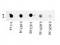 F(ab')2  Anti-MOUSE IgG (H&L)  (Phycoerythrin Conjugated) Pre-adsorbed Secondary Antibody